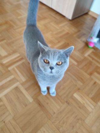 BKH Pärchen in Blau, Ich biete 2 Britisch Kurzhaar