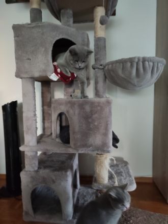 BKH Pärchen in Blau, Ich biete 2 Britisch Kurzhaar