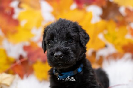 de la Vallée dÀmour