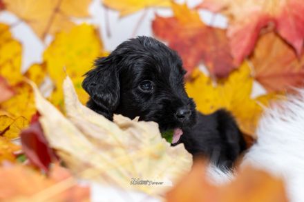 de la Vallée dÀmour