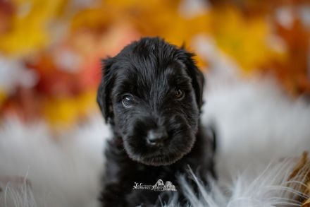 de la Vallée dÀmour