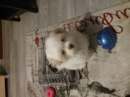 Ich verkaufe mein Malteser Rüde 6 Monate alt Verschmust