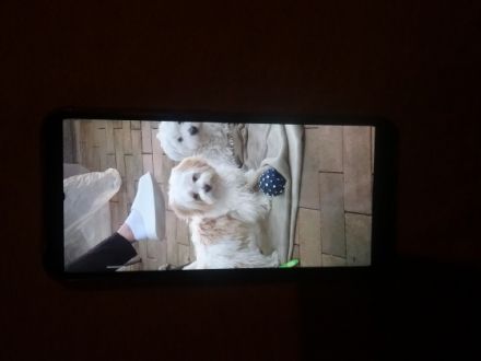 Ich verkaufe mein Malteser Rüde 6 Monate alt Verschmust