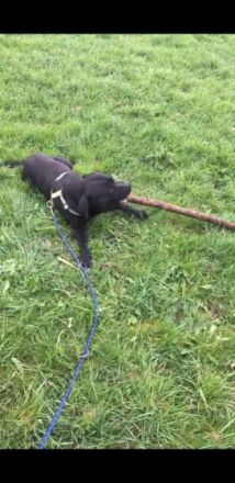 Barny, Hallo Wir möchten für unseren nicht Kastrierten