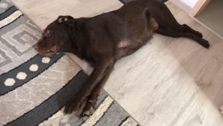 Am 20.03.2022 hat meine Hündin Cloy wunderschöne