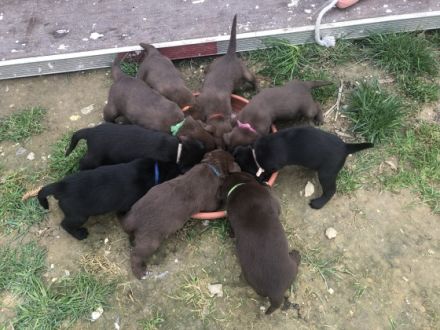 Am 20.03.2022 hat meine Hündin Cloy wunderschöne