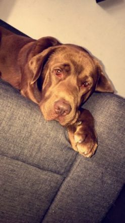 Am 20.03.2022 hat meine Hündin Cloy wunderschöne