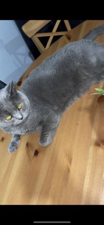 british kurzhaar kater, sehr lieber kerngesunder 3