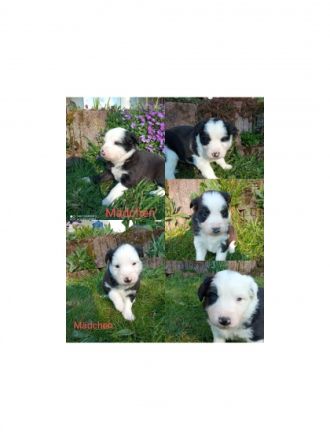 Wir haben Welpen! Unsere Hündin hat am 18.03.2022 acht