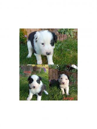 Wir haben Welpen! Unsere Hündin hat am 18.03.2022 acht