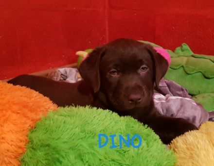 Guten Tag, wir suchen für unseren Dino noch ein tolles