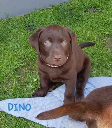 Guten Tag, wir suchen für unseren Dino noch ein tolles