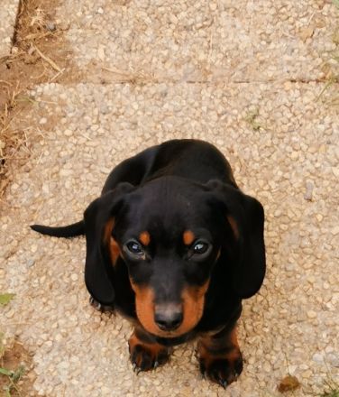 Feliks, Tierärztliche Untersuchung, 3, 5 Monate alt,