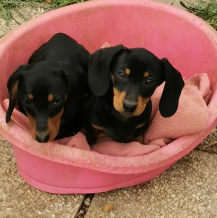 Feliks, Tierärztliche Untersuchung, 3, 5 Monate alt,