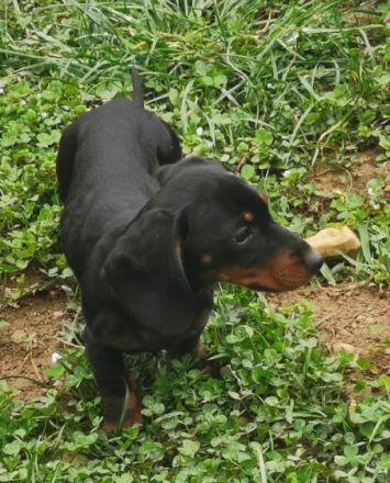 Feliks, Tierärztliche Untersuchung, 3, 5 Monate alt,