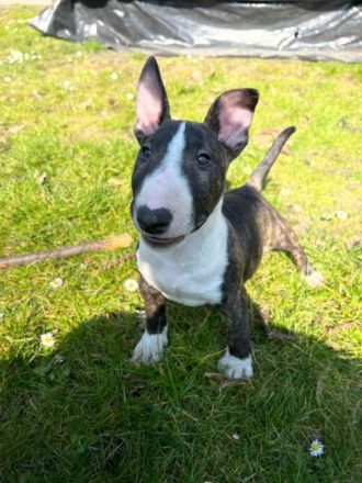 unsere Bullihündin hat am 21.01.2022 4 wunderschöne