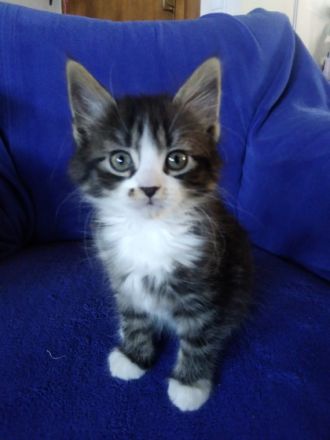 Unsere kleinen dürfen besucht und reserviert werden.