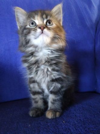 Unsere kleinen dürfen besucht und reserviert werden.