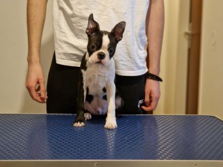 Sehr geehrte Damen und Herren . Wir präsentieren Ihnen