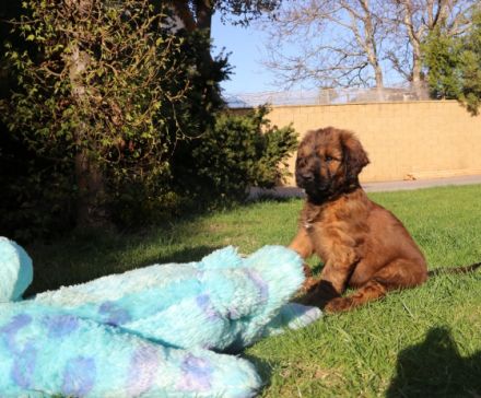 Der Zwinger Bohemia Elite bietet wunderschöne fauve