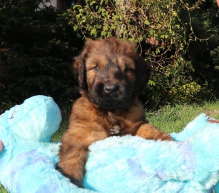 Der Zwinger Bohemia Elite bietet wunderschöne fauve