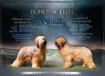 Der Zwinger Bohemia Elite bietet wunderschöne fauve