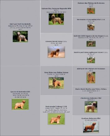 Der Zwinger Bohemia Elite bietet wunderschöne fauve