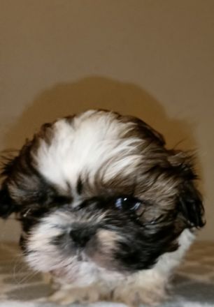 Shi tzu - puppies of TRI color with pedigree (Poland).