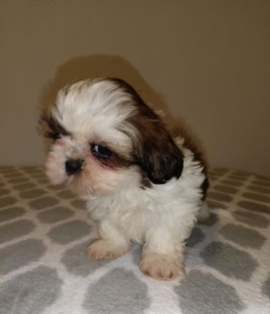 Shi tzu - puppies of TRI color with pedigree (Poland).