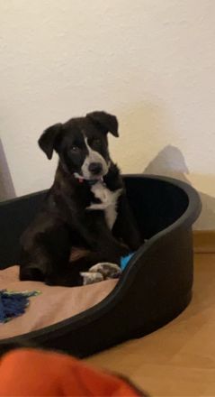 Leider müssen wir unseren Welpen verkaufen, da unsere