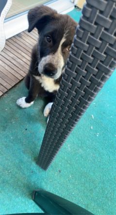 Leider müssen wir unseren Welpen verkaufen, da unsere