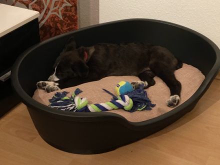 Leider müssen wir unseren Welpen verkaufen, da unsere