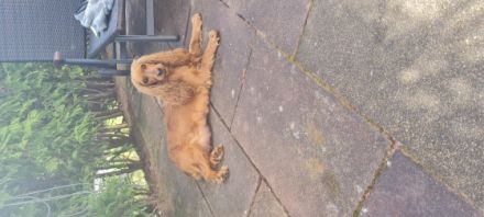 Hallo :) Am 17.3.2022 hat meine Hündin 9 wunderschöne