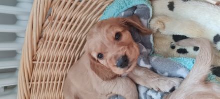 Hallo :) Am 17.3.2022 hat meine Hündin 9 wunderschöne