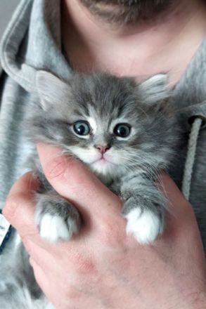 Einen haben wir noch! :) Seine Geschwister sind schon