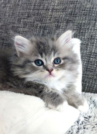 Einen haben wir noch! :) Seine Geschwister sind schon