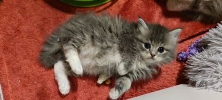 Einen haben wir noch! :) Seine Geschwister sind schon