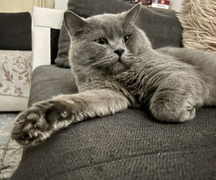 Reinrassiger Deckkater (Blutgruppe B)