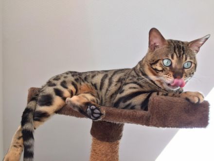 Aus einer traumhaften Verpaarung sind aus unserem