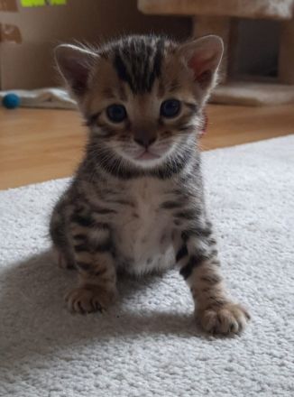 Aus einer traumhaften Verpaarung sind aus unserem