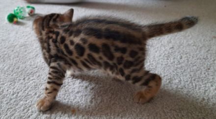 Aus einer traumhaften Verpaarung sind aus unserem