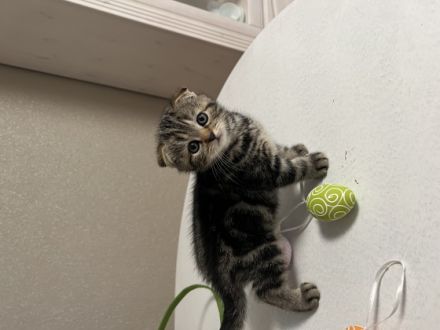 Britisch Kurzhaar, Kitten