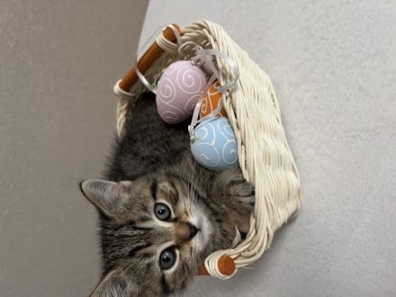 Britisch Kurzhaar, Kitten