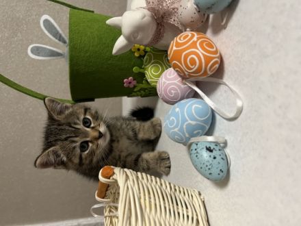 Britisch Kurzhaar, Kitten