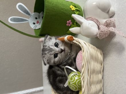 Britisch Kurzhaar, Kitten