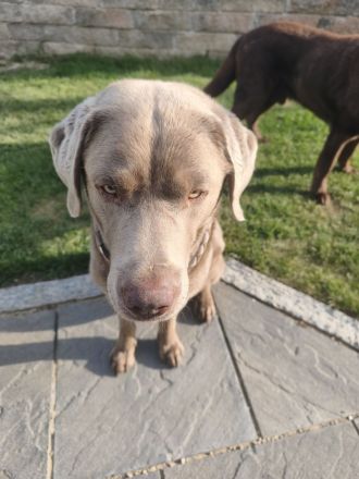 Balou
