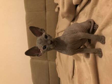 Hallo zusammen. Unsere wunderschöne Sphynx Katze hat am