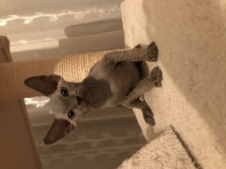 Hallo zusammen. Unsere wunderschöne Sphynx Katze hat am