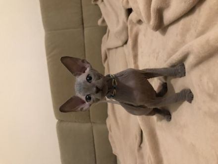 Hallo zusammen. Unsere wunderschöne Sphynx Katze hat am