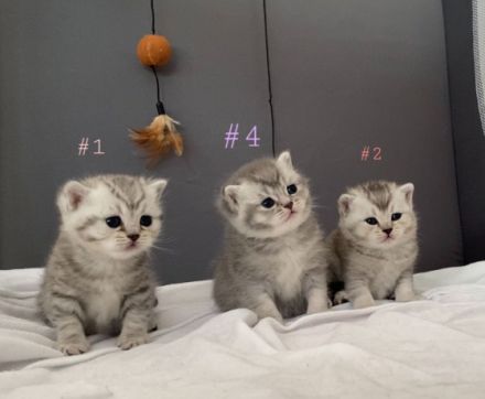 An alle Katzenliebhaber ♥️ Meine Katze (reinrassige BKH